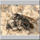 Andrena vaga - Weiden-Sandbiene 09.jpg